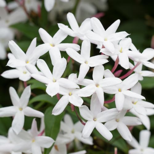 Jasmine Plant, Fragrant Jasmine Flower Vine 4-8 Inches Well Rooted