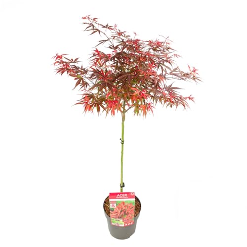 Bloomique - Acer Palmatum Shaina - Érable du Japon sur tronc - Plantes de jardin - Arbre - Rustique - Hauteur 80-90 cm - Pot 19 cm