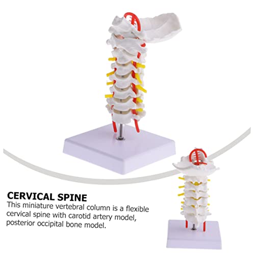 Modèle colonne cervicale humaine flexible support étude médicale - 4