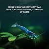 SubstrateSource Neocaridina davidi Blue Dream Shrimp for Freshwater Aquariums (5 Shrimp)
