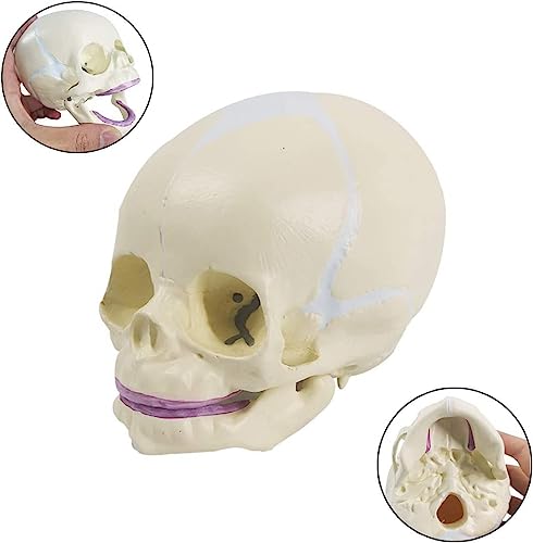 Image of ✮ Fetus Skull Model ✮ With Articulating Jaw ✮ Premium Anatomical Model
