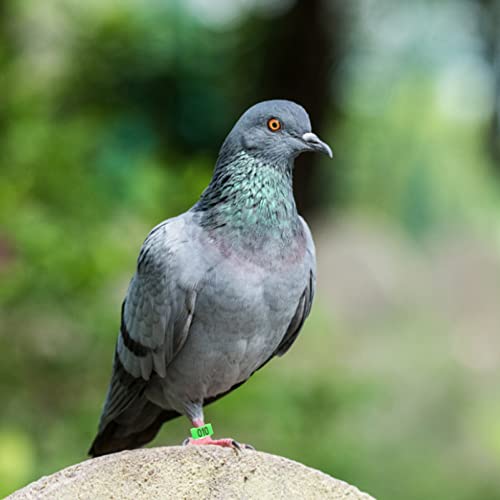 100 Peças Tornozeleira De Pombo Aves De Caça Bandas De Perna De Codorna Anéis De Perna De Pombo Band