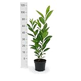5 Kirschlorbeer Rotundifolia 80-100cm im 3L Topf reine Pflanzenhöhe Prunus laurocerasus Lorbeer schnellwachsend Heckenpflanzen immergrün Premium Qualität vom Gärtner