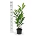 Kirschlorbeer Rotundifolia Pflanzen 90-100 cm im 3L Topf