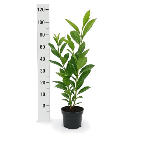 5 Kirschlorbeer Rotundifolia 90-100cm im 3L Topf reine Pflanzenhöhe Prunus laurocerasus Lorbeer schnellwachsend Heckenpflanzen immergrün Premium Qualität vom Gärtner