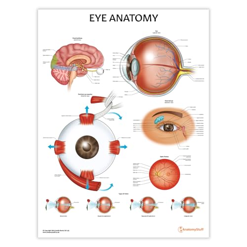 Diagramme d'anatomie des yeux pour simplifier l'explication des pathologies de l'œil