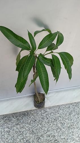 Image of Premium Dasheri Mango Plant Grafted 2-3 Feet Height - Fresh And Healthy Fruit Tree For Home Garden PB 32