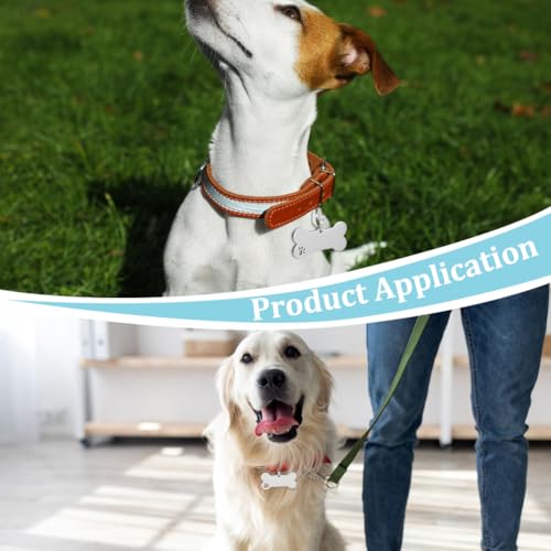 Plaques d'identification pour chien à graver pour sécuriser vos balades et sorties