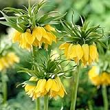 Semillas de flores imperiales 50 piezas naranja