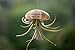 Hinterland Trading Air Plant Tillandsia Bromeliads Harrisii Flying Sea Urchin Shell Jellyfish!