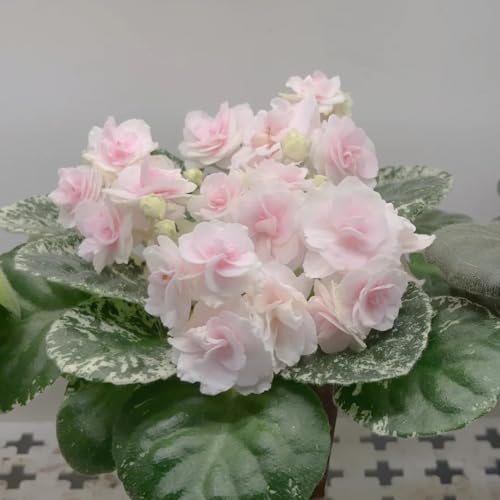 Semi di violetta africana - perenni resistenti giardino 750pcs