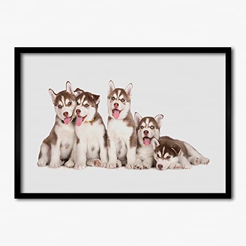 Affiche chiots Husky sous cadre 70x50 cm Tulup pour illuminer votre salon ou chambre