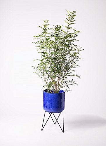 Amazon.co.jp: HitoHana(ひとはな) シマトネリコ8号 ビトロエンデカ鉢 