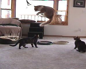 Miniatura 4 de Da Bird Pull Apart - Paquete económico (1 juguete para gatos con poste de pájaro y 2 repuestos extra de plumas de Guinea)