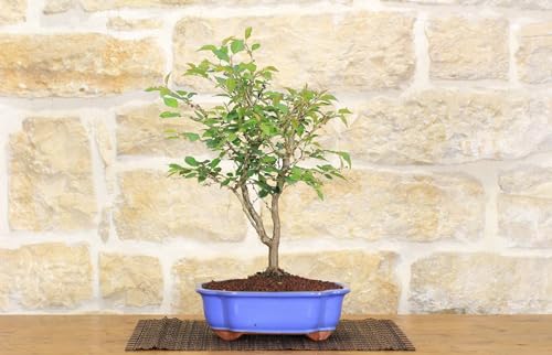 Bonsái de cereza japonesa Kojo-no-mai