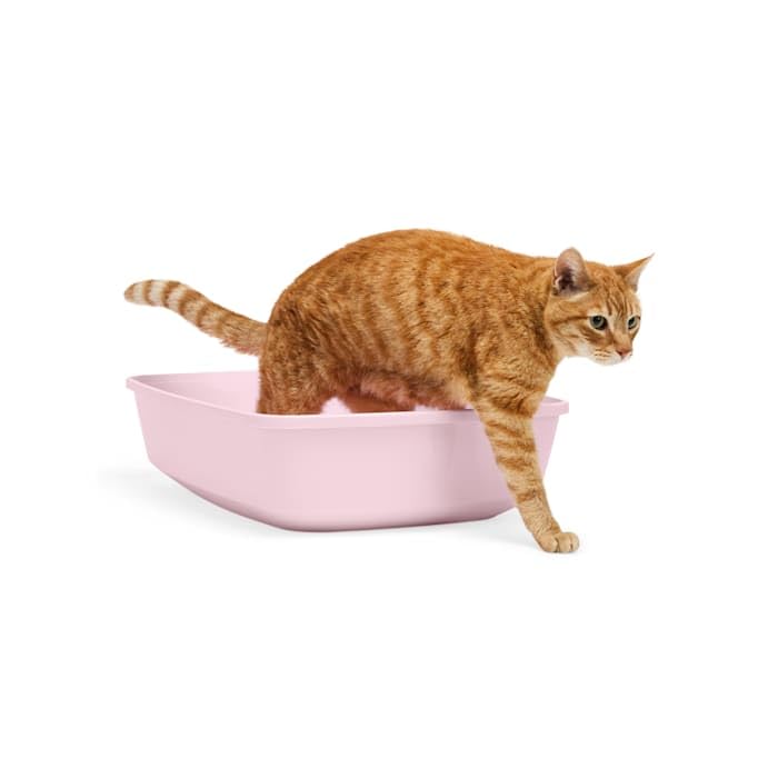 So Phresh Open Cat Litter Box Blush X-Large 22.4" L X 16.9" W X 4.3" H