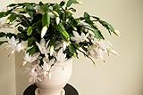White Thanksgiving Cactus, Live Plant in 3' Grower Pot, Easy Care, Houseplant, SCHLUMBERGERA zygo 'Flame New White'