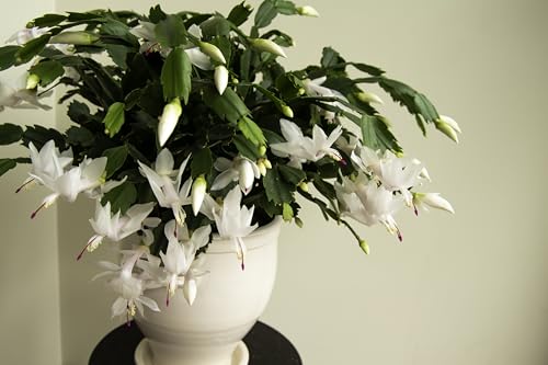 White Thanksgiving Cactus Live Plant in 3 Grower Pot Easy Care Houseplant SCHLUMBERGERA zygo Flame New White