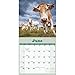 Carousel Calendars, Cows 2026 Wall Calendar, 12'' X 12'', 16-Month Calendar with Stapled Binding