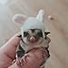 Sugar Glider Clothes Sugar Glider Accessories Sugar Glider Toys Sugar Glider Supplies Halloween Party Cosplay for Sugar Glider Hamster Chinchilla Small Animal (Panda,Sugar Glider (1.6'' diameter))