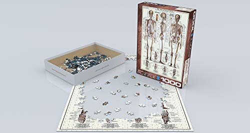Eurographics EG60003970 Skeletal System thumb #2