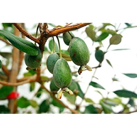 Amazon 限定販売 フェイジョア アポロ 3年生 挿し木苗 果樹苗木 果樹苗 生垣 果物