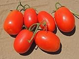 semilla tomate rio grande hibrido Por lo general, tarda alrededor de 1 a 4 semanas en entregarse después de que se haya enviado el producto. Comprueba el tiempo de entrega antes de realizar la compra.