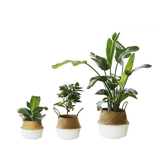 SZETOSY Seagrass Basket, GOODCHANCEUK 3Pcs / Set -White & Nature 22x20/ 27x24 / 32x28