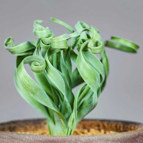 Semillas de Albuca Spiralis plantas verdes, plantas de interior, decoración de oficina plantas colgantes, plantas en maceta resistentes Plantas colgantes, plantas perennes resistentes 20pcs