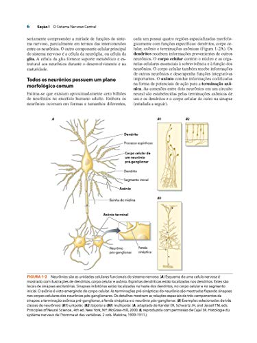 Neuroanatomia: Texto e Atlas