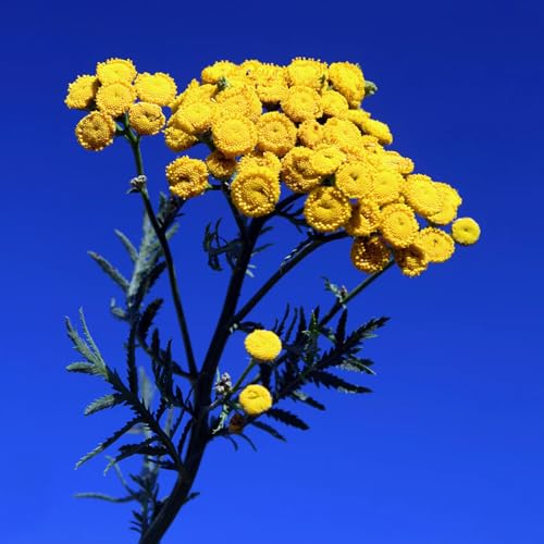 Aceite Esencial Blue Tansy Aromatics International 5ml miniatura 2