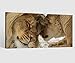Produktbild Leinwandbild Löwe Löwin Tiere Paar Liebe Hochzeit Leinwand Bild Bilder Tierwelt Wandbild Holz Leinwandbilder Kunstdruck vom Hersteller 9AB837, Leinwand Größe 1:40x20cm