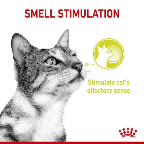 Royal Canin Sensory Smell Taste Feel Multibox | Doppelpack | 2 x 12 x 85 g | Alleinfuttermittel für ausgewachsene Katzen | Kann die Sinne der Katze anregen | Stückchen in Soße