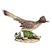 Design Toscano QM2757200 The Great Roadrunner Statue,full color