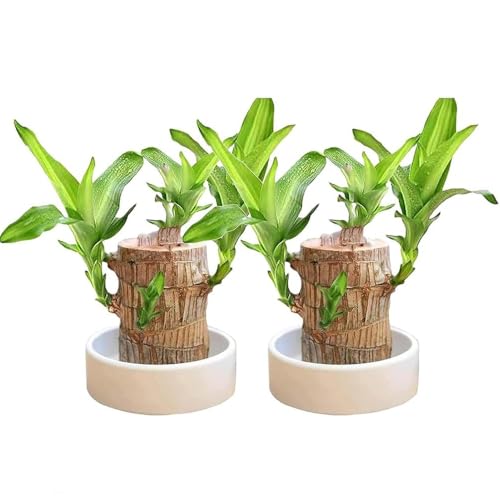 joxipe Brazilian Wood Plant（2pcs） Brazil Lucky Wood Potted Plant with Decorative Tray and Doll, Easy to Care, Decor for Home and Office – Gift for Housewarming, Good Luck, and Prosperity