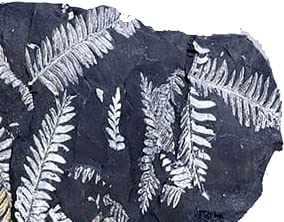 Amazon.co.jp: SCIENCE シダ植物化石 Fossil Plants 「シダ種子類