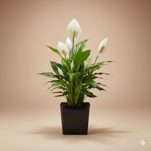 Image of ORIGINAL PEACE LILY LIVE PLANT WITH 3 INCH BLACK POT | ELEGANT GREEN FOLIAGE & WHITE FLOWERS | AIR PURIFYING INDOOR PLANT | PERFECT FOR HOME & OFFICE DECOR | LOW MAINTENANCE | PACK OF 1