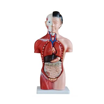 Products Human Female Anatomical Torso Model 42 Cm -15Part