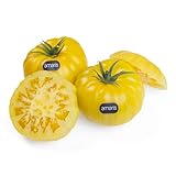 Tomate Amarís Amarillo Premium | Calibre Grande, Pulpa Carnosa y Sabor Suave | Formato 3,5 kg – Cooperativa Granada La Palma