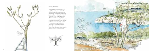 Gli Olivi Di Capri, Una Storia Di Agricoltura Eroica. Ediz. Illustrata - 3