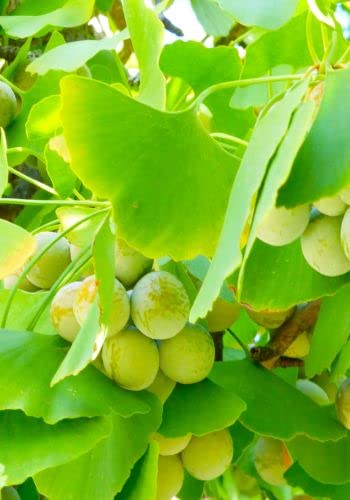 TROPICA - Ginkgo/Fächerblattbaum (Ginkgo biloba) - 4 Samen – Bild 3
