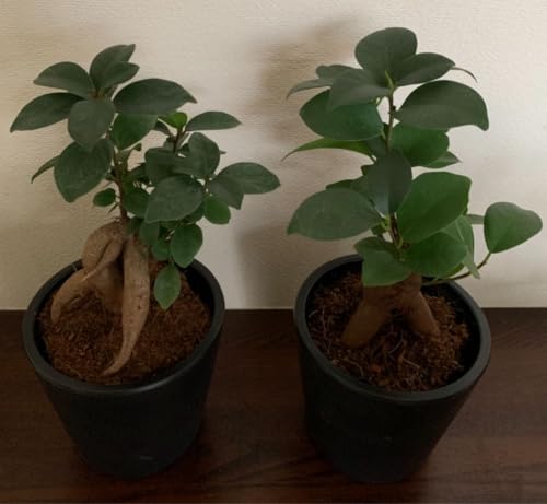 ϗtA KW} 2Zbg K̖ N CeO[ 