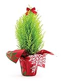 Burpee Live Tabletop Christmas Tree 18