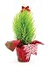 Burppe Decorative Tabletop Live Christmas Tree | 18" Tall | 5" Pot | Perfect Holiday Gift