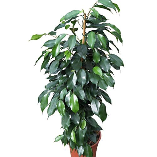 Green Paradise Benjamina Black Ficus Sapling Plant (B093L9FSHD) Amazon Price History, Amazon Price Tracker