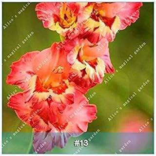 RIC 12: 100 Pz Colore Misto Petunia Fiori Petunia Semi Esotici Semi Bonsai Petunia petali di Fiori da giardino Petunia semi per il giardino domestico di 12: Only Seeds