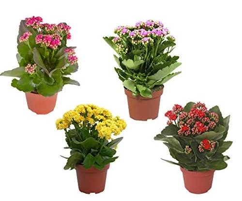 Kalanchoe Rosalina Mix - 4 Plants