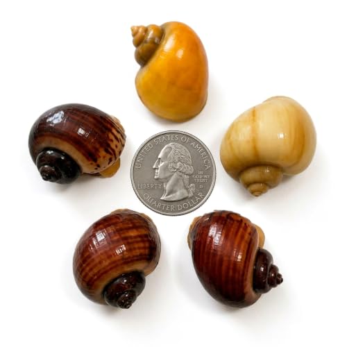 Arcis Aquarium Live Assorted Mystery Snails (5 Pack) | Freshwater Aquarium Snails (Pomacea bridgesii) | Natural Algae Eaters
