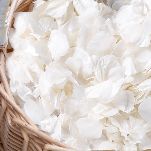 3000+Pcs Real Ivory White Dried Hydrangea Flower...
