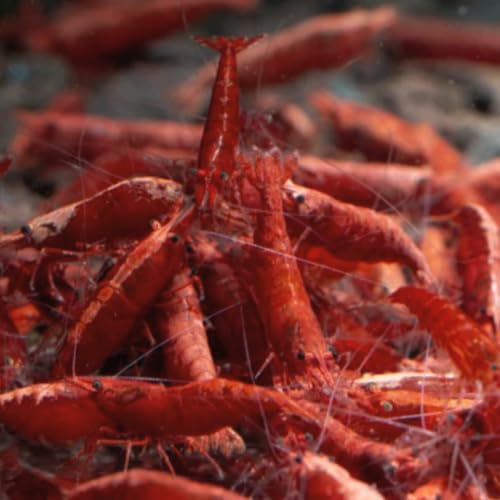 Image of Swimming Creatures Premium Neocaridina Shrimp - Freshwater Aquarium Shrimp (20, Premium FIRE RED)